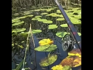 fishing in water lilies